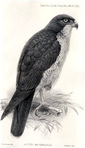 John Gerrard Keulemans03