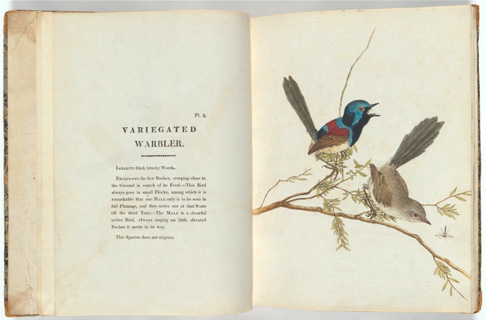 John Lewin - Birds of New South Wales with their natural history.Lewin, John. Birds of New South Wales with their... - Google Art Project