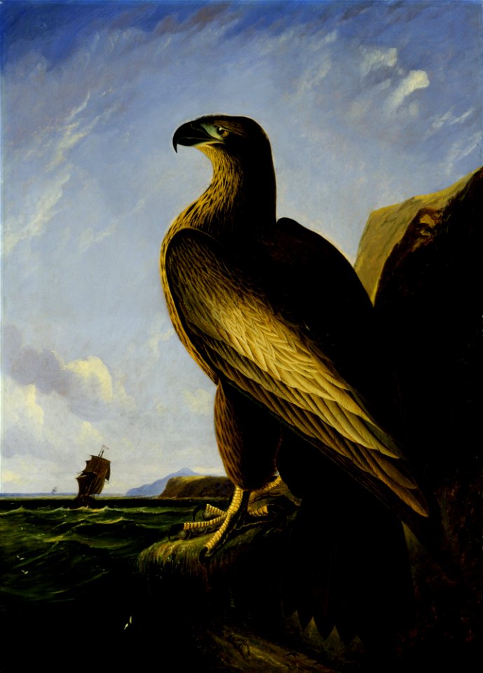 John James Audubon - Washington Sea Eagle - Google Art Project