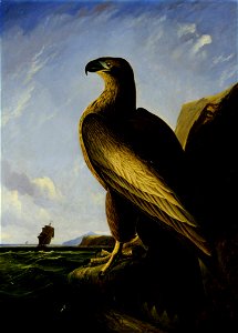 John James Audubon - Washington Sea Eagle - Google Art Project