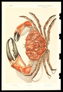 John James Wild - Tasmanian Giant Crab, Pseudocarcinus gigas - Google Art Project. Free illustration for personal and commercial use.