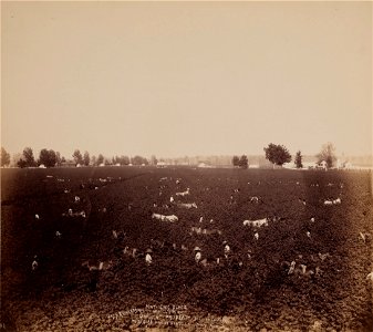 John Horgan, Jr. - Mathew's Place, Lobdel Station, Jas. S. Richardson's Property, Bolivar Co., Miss., Mississippi Valle... - Google Art Project
