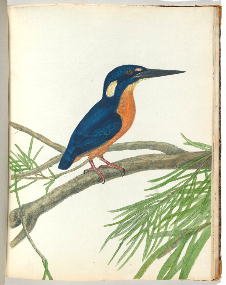 John Lewin - Three-toe kingfisher.Lewin, John. Birds of New South Wales with their natural history. Sydney- G. Ho... - Google Art Project