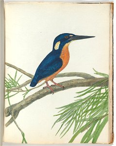 John Lewin - Three-toe kingfisher.Lewin, John. Birds of New South Wales with their natural history. Sydney- G. Ho... - Google Art Project
