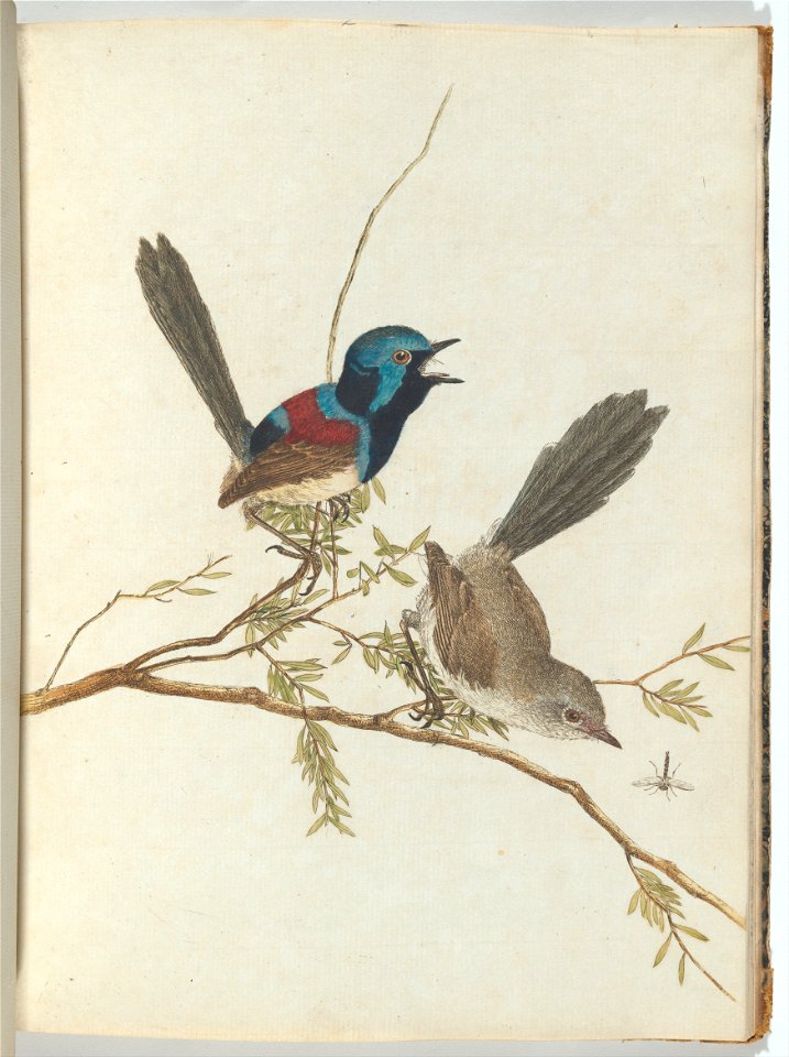 John Lewin - Variegated warbler.Lewin, John. Birds of New South Wales with their natural history. Sydney- G. Howe... - Google Art Project