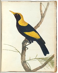 John Lewin - King honeysucker.Lewin, John. Birds of New South Wales with their natural history. Sydney- G. Howe, ... - Google Art Project
