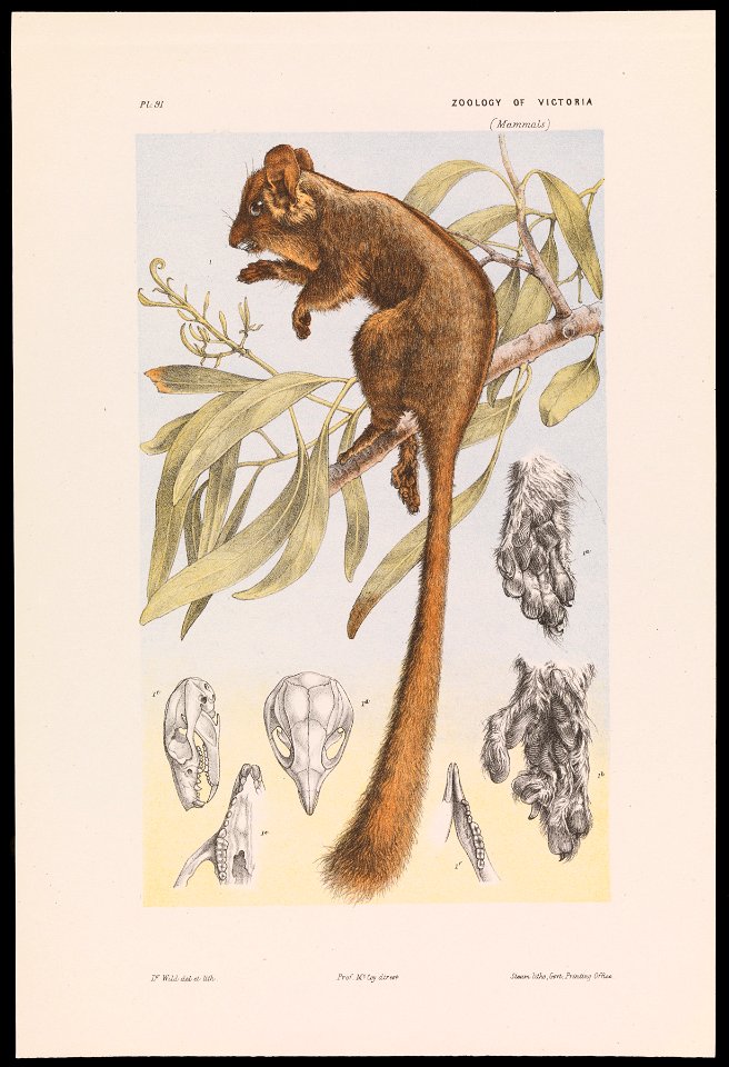 John James Wild - Leadbeater's Possum, Gymnobelideus leadbeateri - Google Art Project