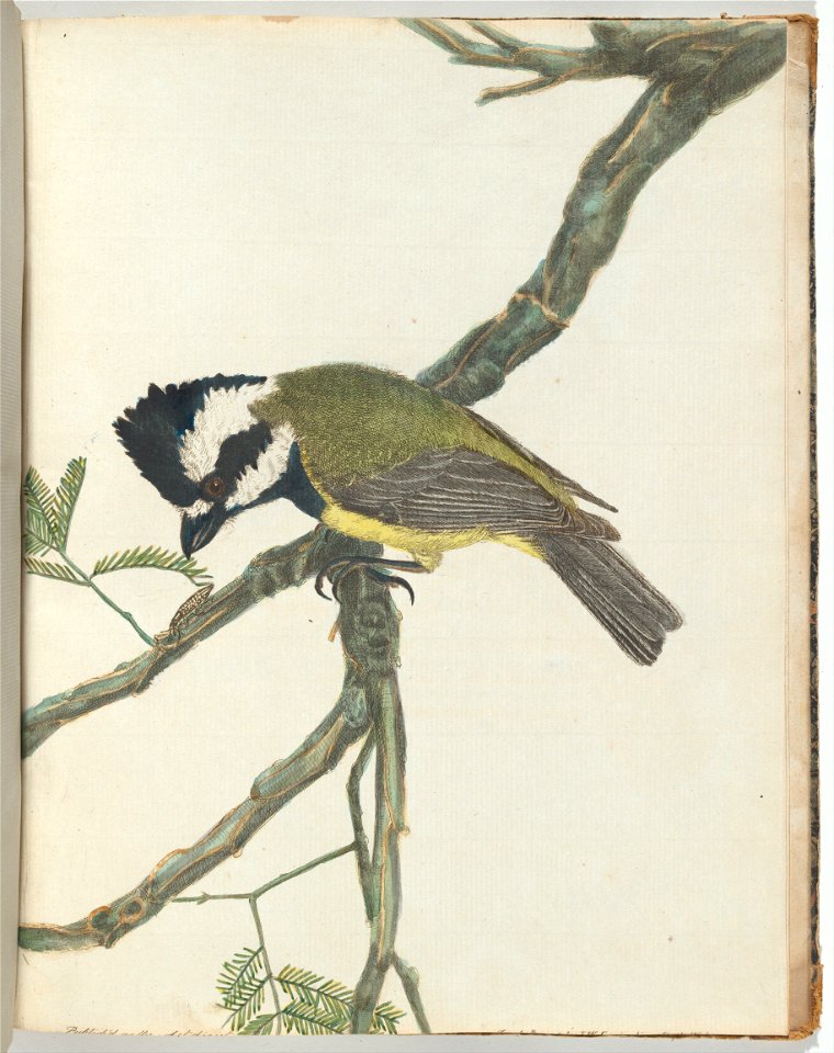 John Lewin - Crested shrike.Lewin, John. Birds of New South Wales with their natural history. Sydney- G. Howe, 18... - Google Art Project