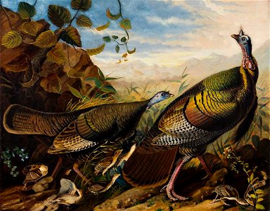John James Audubon - Wild Turkey Cock, Hen and Young - 2013.44 - Crystal Bridges Museum of American Art