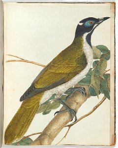 John Lewin - Blue face honeysucker.Lewin, John. Birds of New South Wales with their natural history. Sydney- G. H... - Google Art Project