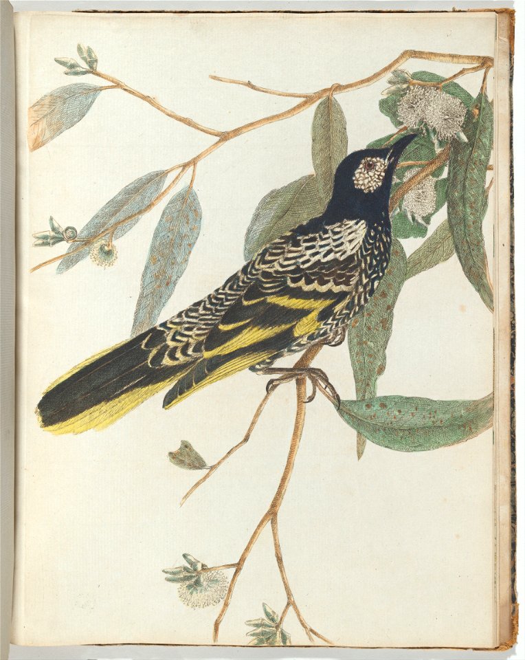 John Lewin - Warty face honeysucker.Lewin, John. Birds of New South Wales with their natural history. Sydney- G. ... - Google Art Project