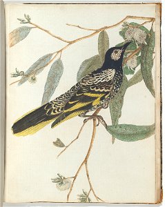 John Lewin - Warty face honeysucker.Lewin, John. Birds of New South Wales with their natural history. Sydney- G. ... - Google Art Project