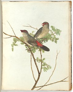 John Lewin - Common grossbeak.Lewin, John. Birds of New South Wales with their natural history. Sydney- G. Howe, ... - Google Art Project