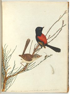 John Lewin - Scarlet & black warbler.Lewin, John. Birds of New South Wales with their natural history. Sydney- G.... - Google Art Project