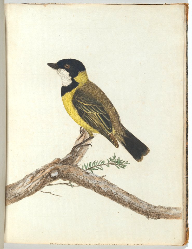 John Lewin - Black crown thrush.Lewin, John. Birds of New South Wales with their natural history. Sydney- G. Howe... - Google Art Project