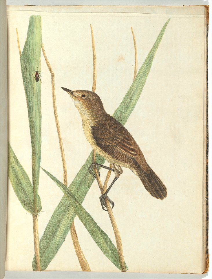 John Lewin - Reed warbler.Lewin, John. Birds of New South Wales with their natural history. Sydney- G. Howe, 1813 - Google Art Project
