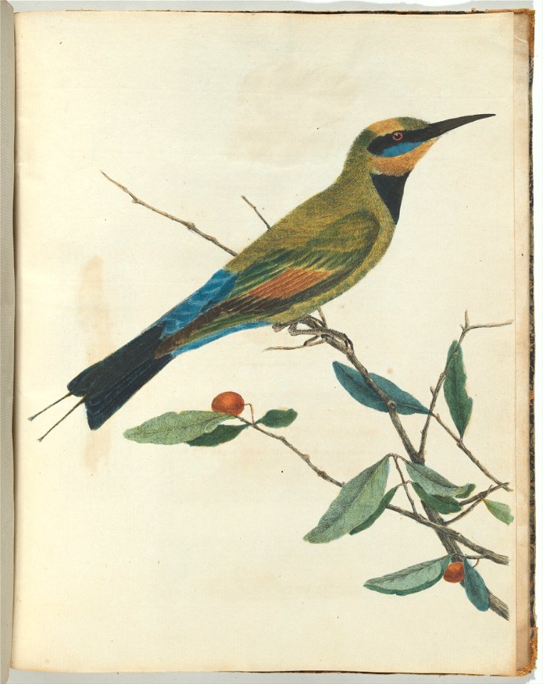 John Lewin - Mountain bee eater.Lewin, John. Birds of New South Wales with their natural history. Sydney- G. Howe... - Google Art Project