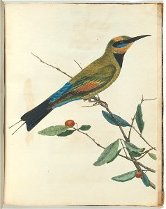 John Lewin - Mountain bee eater.Lewin, John. Birds of New South Wales with their natural history. Sydney- G. Howe... - Google Art Project