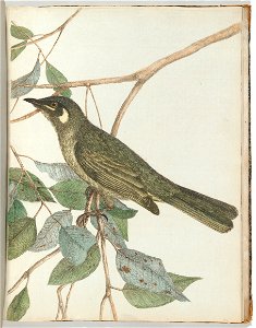 John Lewin - Yellow ear honeysucker.Lewin, John. Birds of New South Wales with their natural history. Sydney- G. ... - Google Art Project