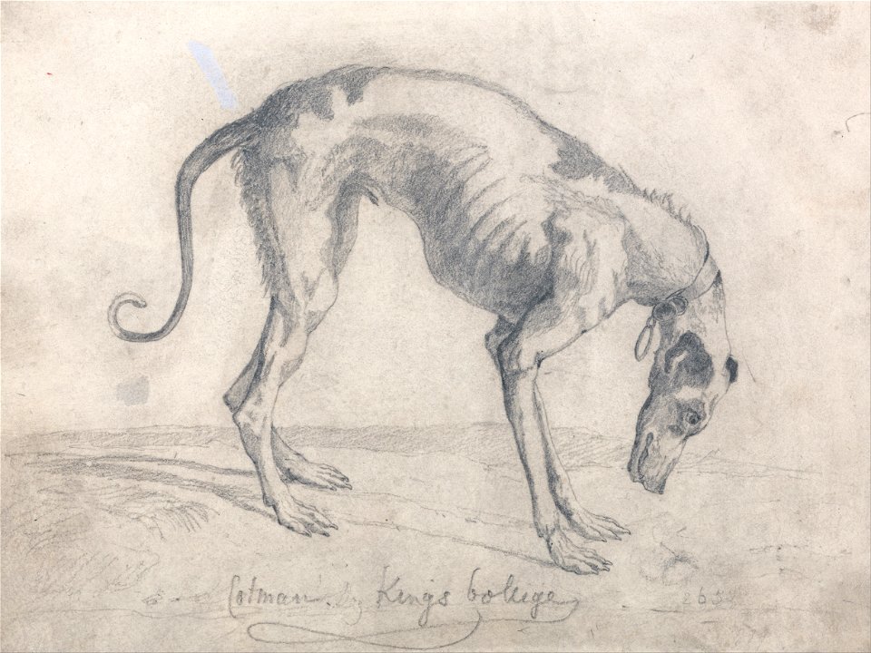 John Sell Cotman - A Starved Greyhound - Google Art Project