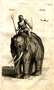 Johnston Elefant