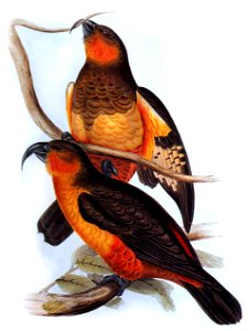 John-Gould-001