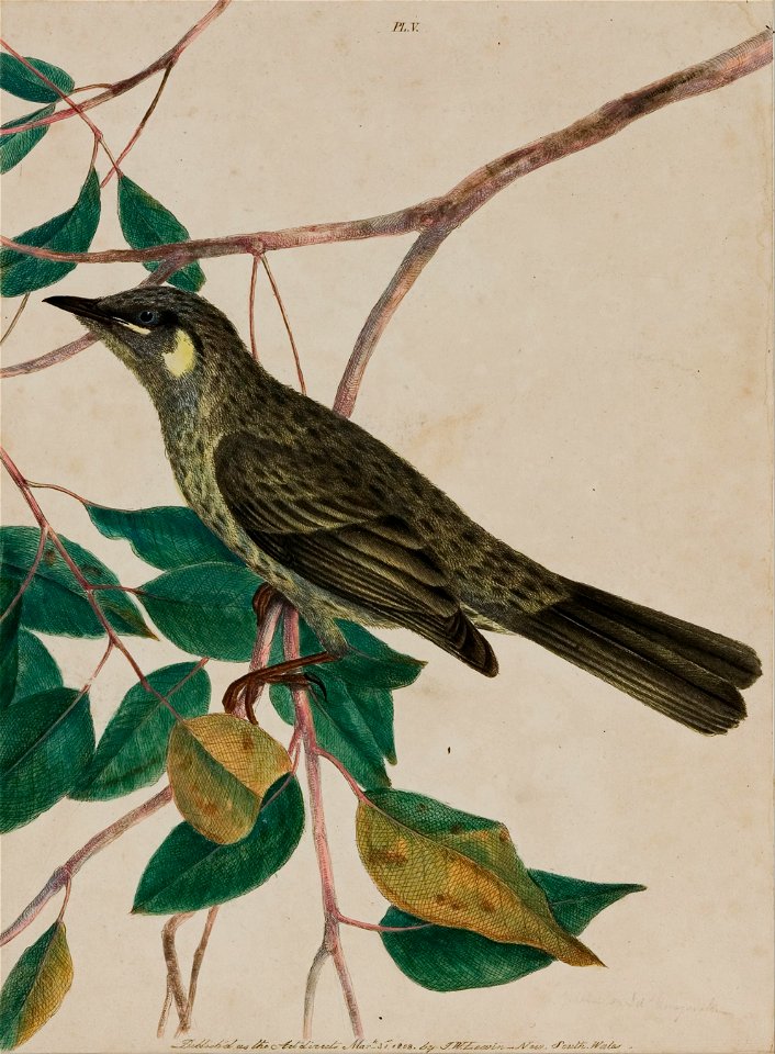 John W. Lewin - Yellow-eared honeysucker (Meliphaga chrysotis) - plate 5 from 'Birds of New Holland, with their Natu... - Google Art Project