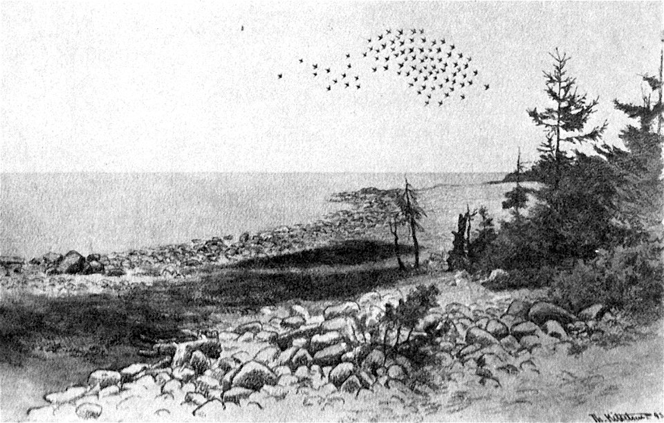 Jomfruland-1893