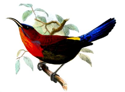 Joseph Wolf - Aethopyga flavostriata
