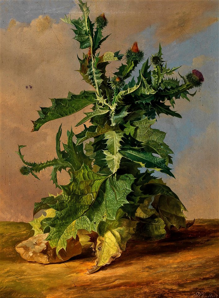 Joseph Schuster Distel