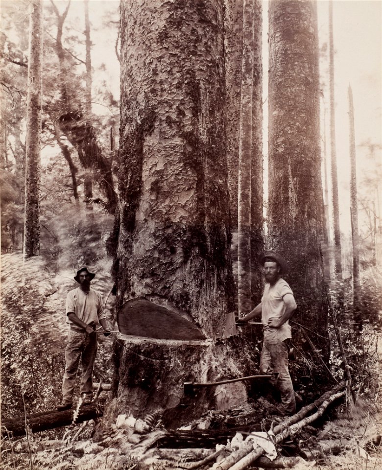 Josiah Martin - (Cutting Down the Kauri) - Google Art Project