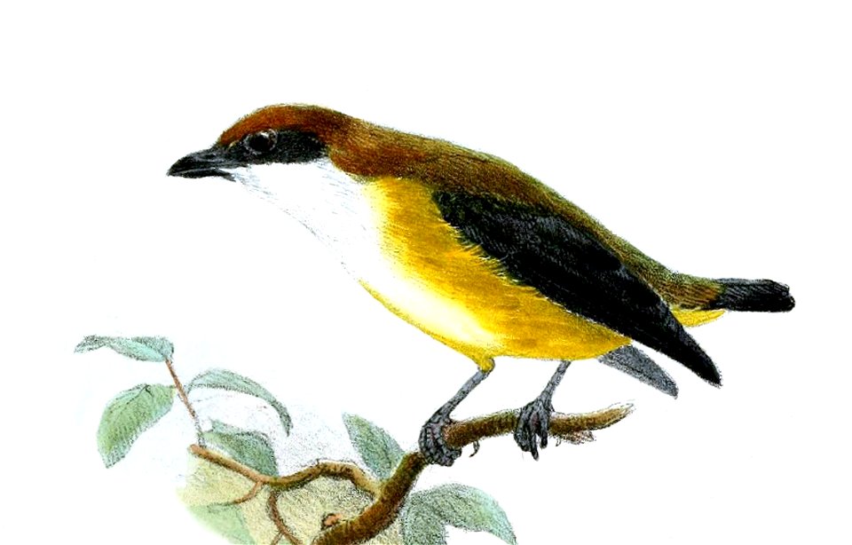 Joseph Wolf - Dicaeum aureolimbatum