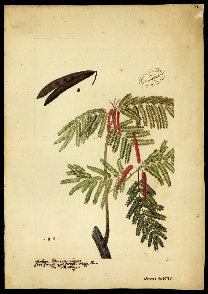 José Joaquim Freire - Acácia, 1785