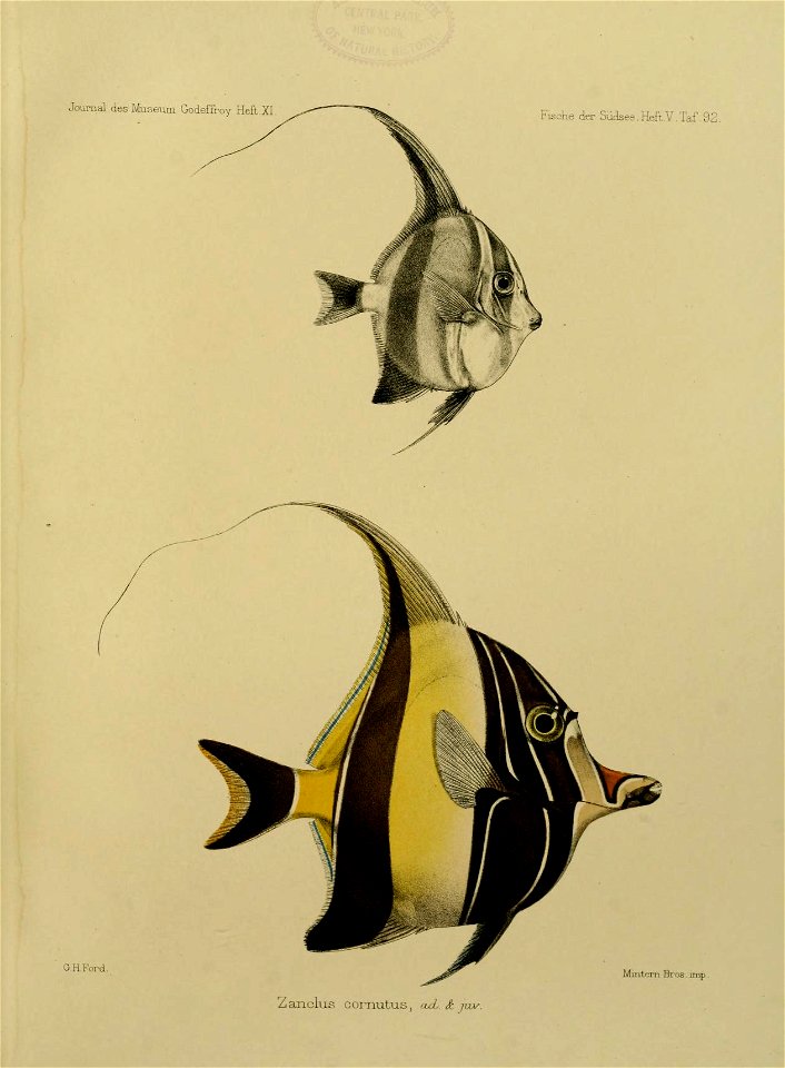 JournalMuseumGodoeffroyHeftXIFischederSudseeHeftVTaf92