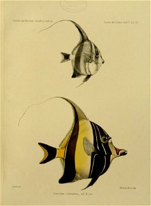 JournalMuseumGodoeffroyHeftXIFischederSudseeHeftVTaf92