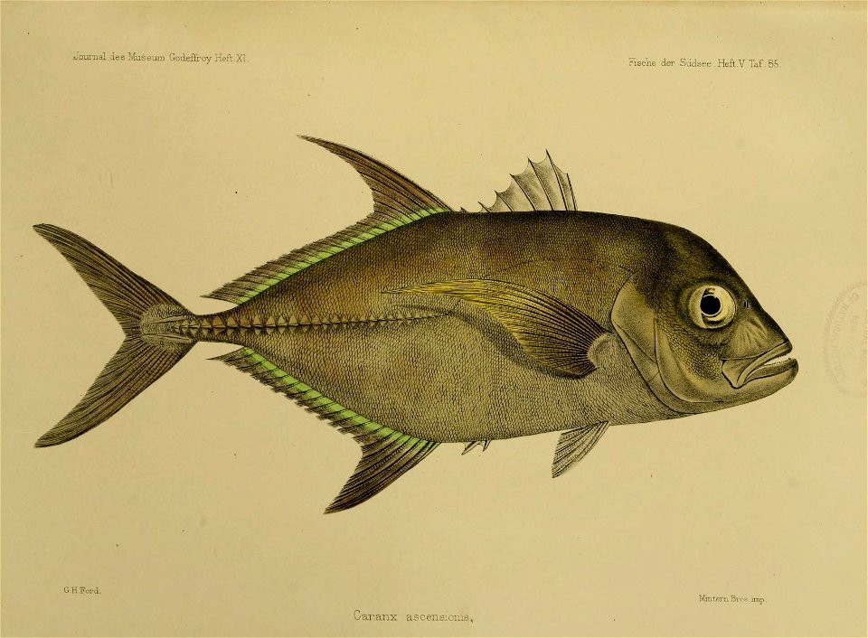 JournalMuseumGodoeffroyHeftXIFischederSudseeHeftVTaf85