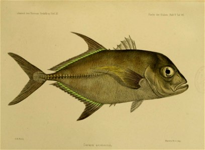 JournalMuseumGodoeffroyHeftXIFischederSudseeHeftVTaf85
