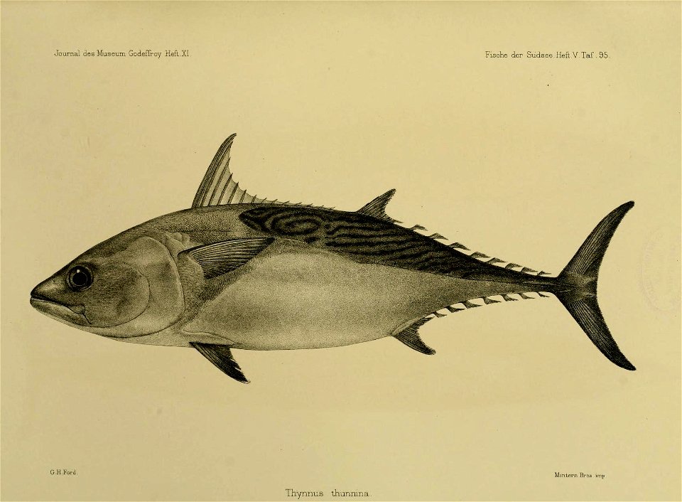 JournalMuseumGodoeffroyHeftXIFischederSudseeHeftVTaf95