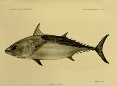 JournalMuseumGodoeffroyHeftXIFischederSudseeHeftVTaf95