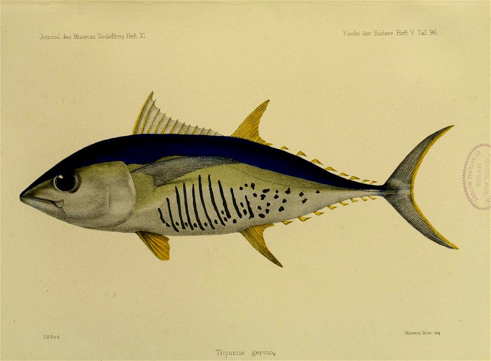 JournalMuseumGodoeffroyHeftXIFischederSudseeHeftVTaf96