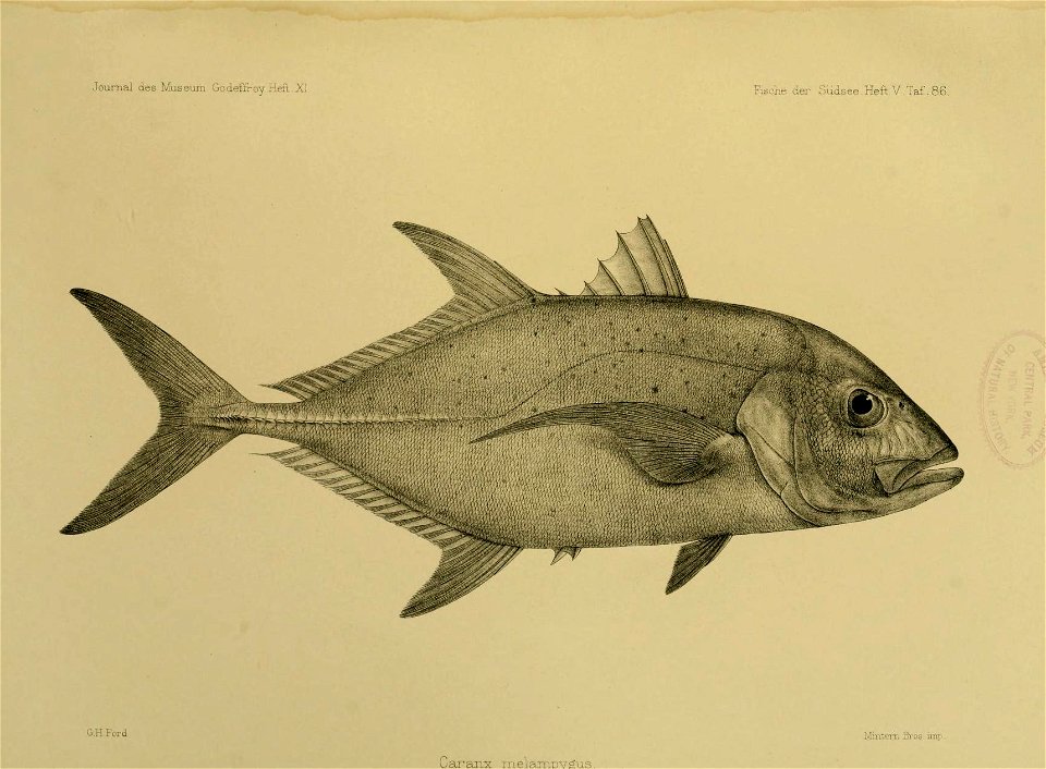 JournalMuseumGodoeffroyHeftXIFischederSudseeHeftVTaf86