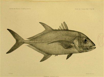 JournalMuseumGodoeffroyHeftXIFischederSudseeHeftVTaf86