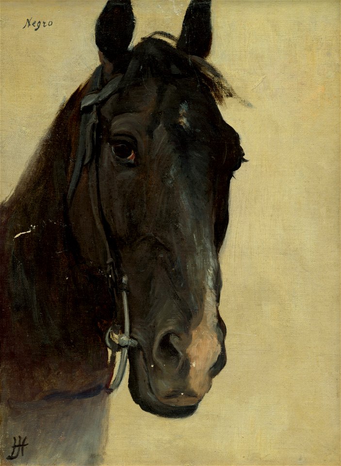 Jozef Hanula - Štúdia hlavy koňa Negro - O 1155 - Slovak National Gallery