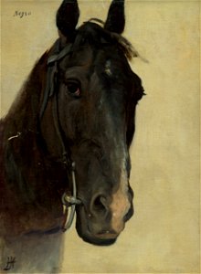 Jozef Hanula - Štúdia hlavy koňa Negro - O 1155 - Slovak National Gallery
