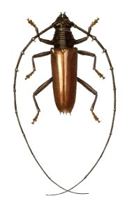 Juiaparus mexicanus