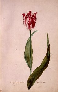 Judith Leyster - tulip book folio 29 - 1643