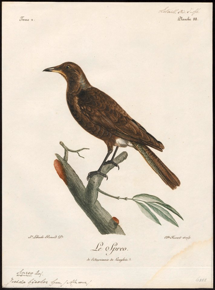 Juida bicolor - 1796-1808 - Print - Iconographia Zoologica - Special Collections University of Amsterdam - UBA01 IZ15800141