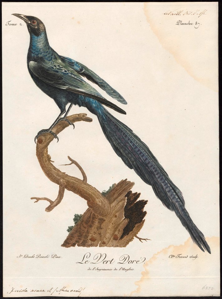 Juida aenea - 1796-1808 - Print - Iconographia Zoologica - Special Collections University of Amsterdam - UBA01 IZ15800119