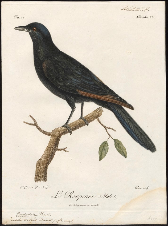 Juida morio - 1796-1808 - Print - Iconographia Zoologica - Special Collections University of Amsterdam - UBA01 IZ15800153