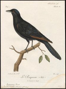 Juida morio - 1796-1808 - Print - Iconographia Zoologica - Special Collections University of Amsterdam - UBA01 IZ15800153